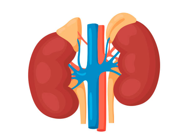 Liver, Kidney and Adrenal Rebuild